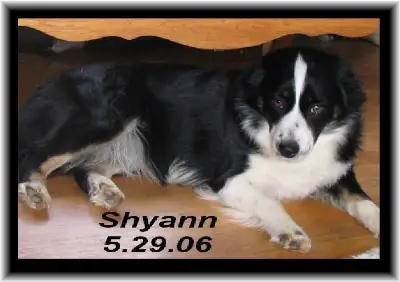 Ruff House's Shyann