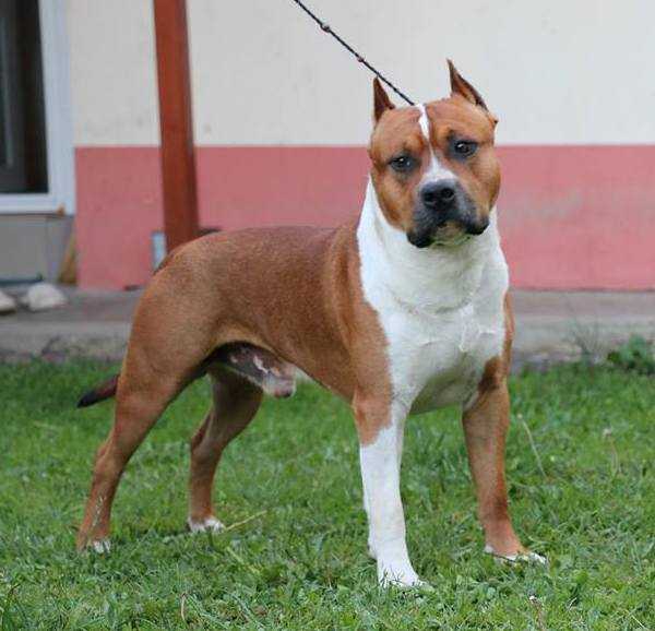 JCH Ringmaster Batman