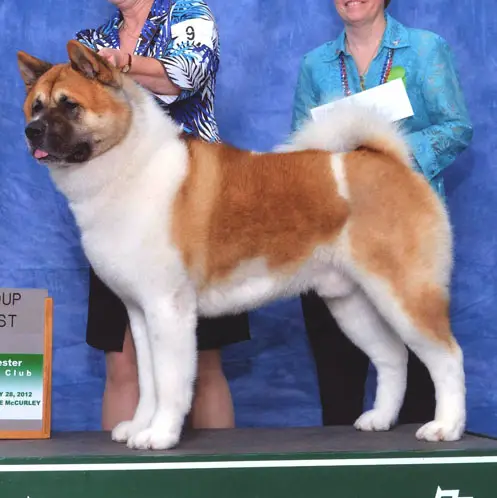 BISS AKC GCH Akiko's Carry The Torch