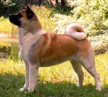 GCH SLO, CZ CH Alchemist Dream Kentucky Pearl