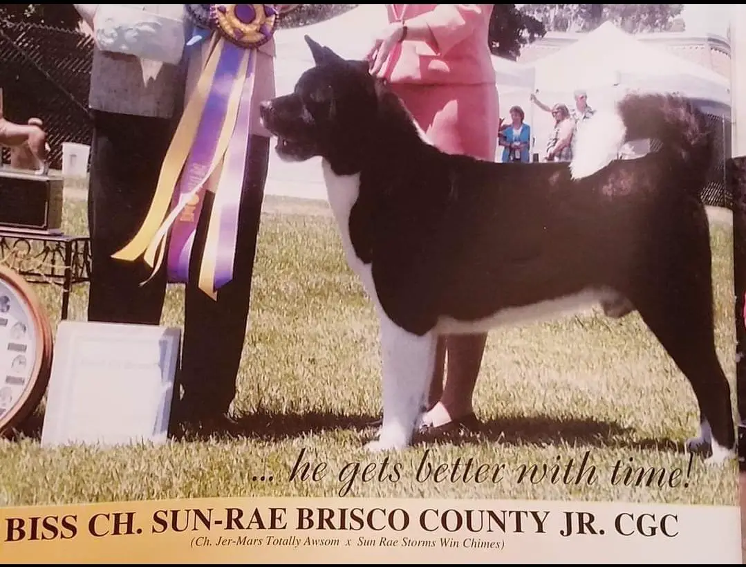 BISS AKC CH Sun-Rae Brisco County JR