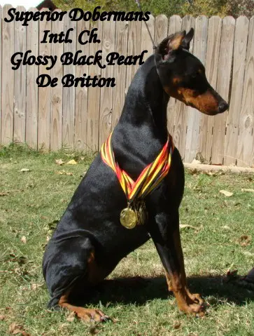 INT CH Glossy Black Pearl De Britton