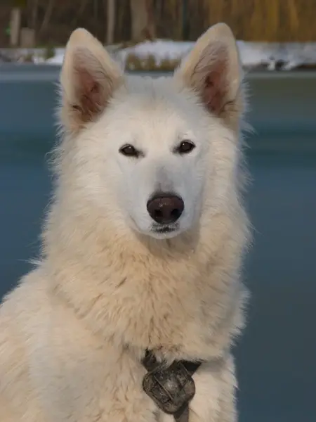 Tiguan Vom Sutumer Grund