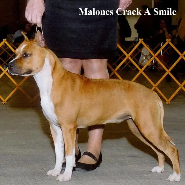 GCH. Malone's Crack a smile