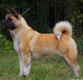 MD/MK CH, RUS/EST JCH Ruthdales Serendipity