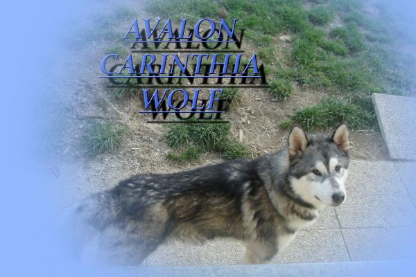 Avalon Carinthia Wolf