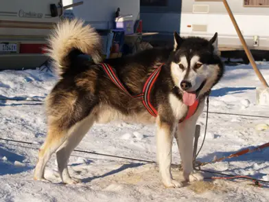 Vanya