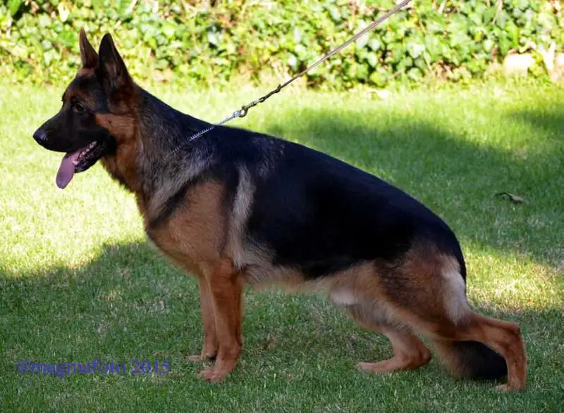 Pirlo di Casa Nobili