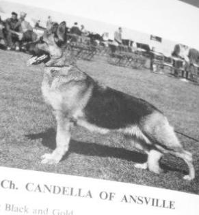 CH.UK Candella of Ansville
