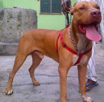 Simba of Kobi