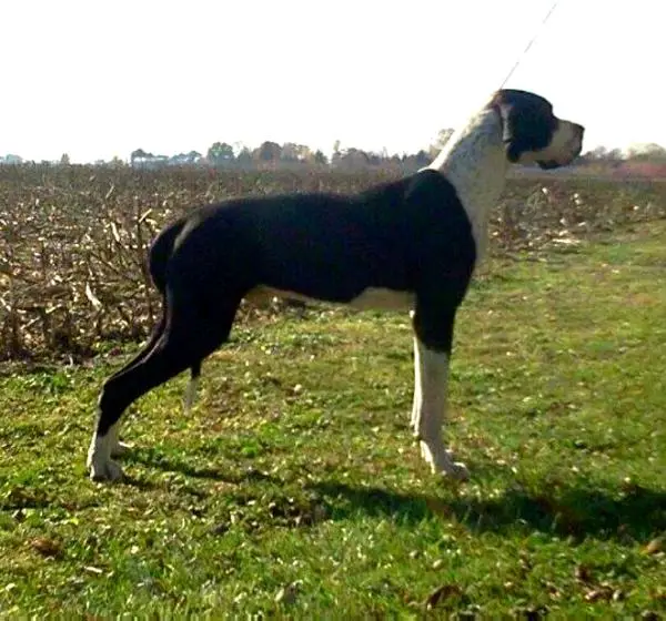 Fetters Nehemiah Elimelech Abdeel