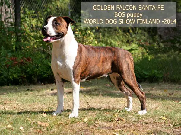 Golden falcon santa-Fe