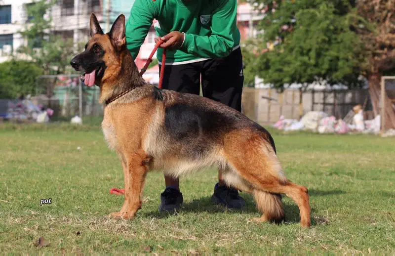 Anka vom Mangkon Kennel