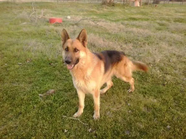 Tipi S Ranch's Rising Star