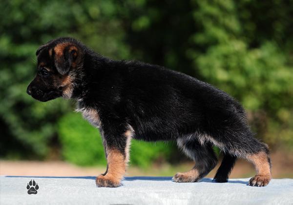 Ebi Gelezinis vilkas