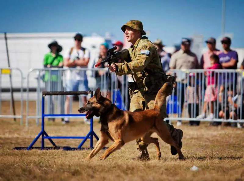 2013 Australian Defence Force Top Dog NORDENSTAMM KAOS