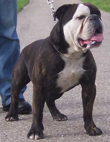 BRAVO VICTORY BULLDOGS