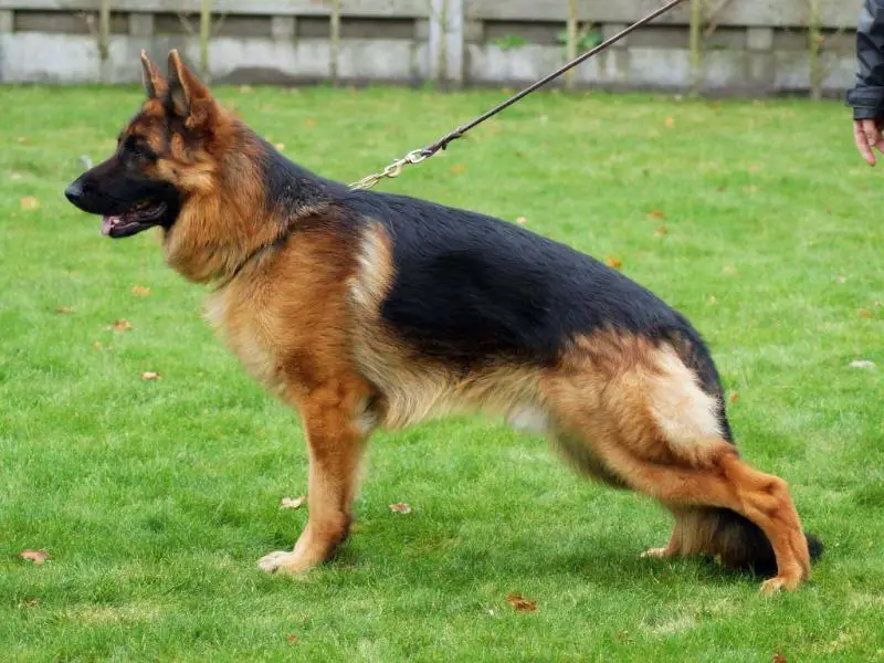 Rocky von der Blöie