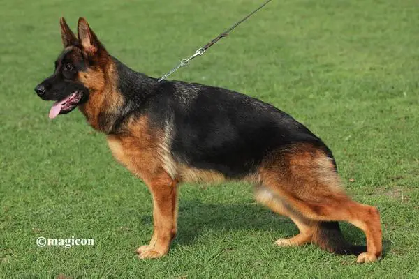 Vesti aus dem Haus Zygadto