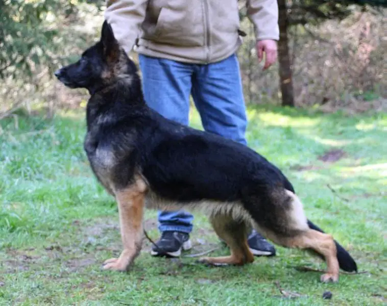 OSOR BEAUTY OF THE GALAXY