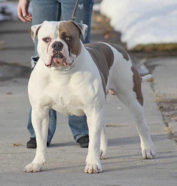 ABKC Gr. Ch., UKC Ch. PSI's Whiskey Rebel