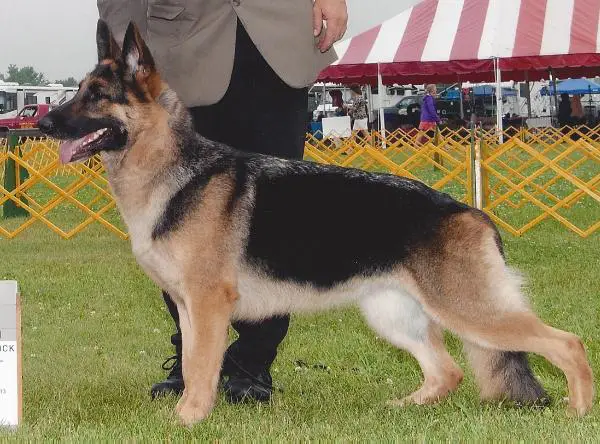 CH Kaleef's Crusader V Kenlyn