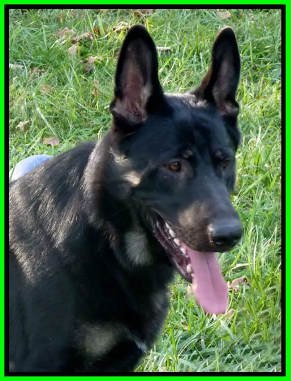 Vom Haus Schutz K9 Cody