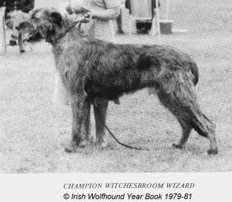 CH Witchesbroom Wizard