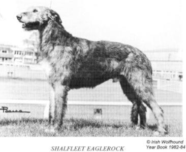 Shalfleet Eaglerock