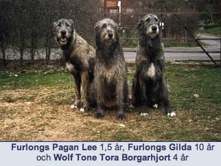 Wolf Tone Tora Borgarhjort
