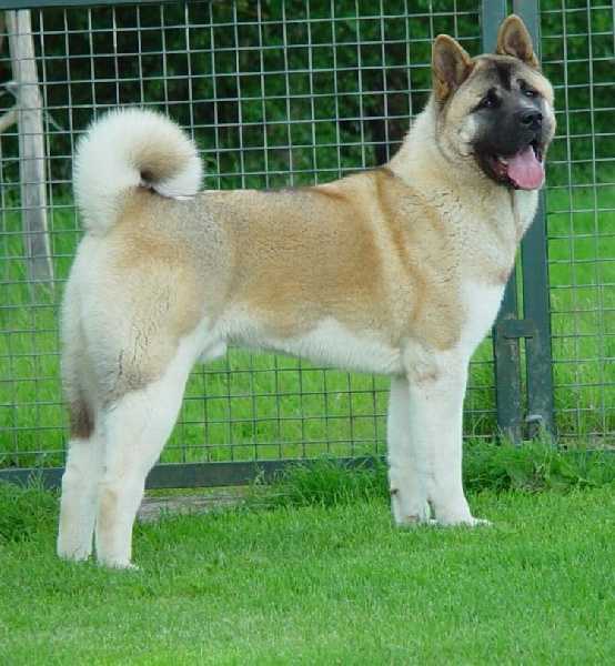 Beaufleets Smart Alex