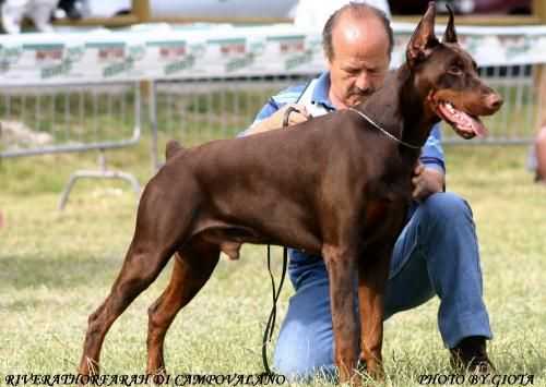 VICE IDC Jgdsg 2004 IDC BABY SIEGER '03 TROFEO CALIANDRO '03 Riverathorfarah di Campovalano