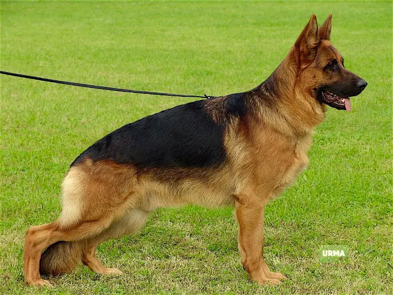 SG 1 Orry vom Eichenplatz