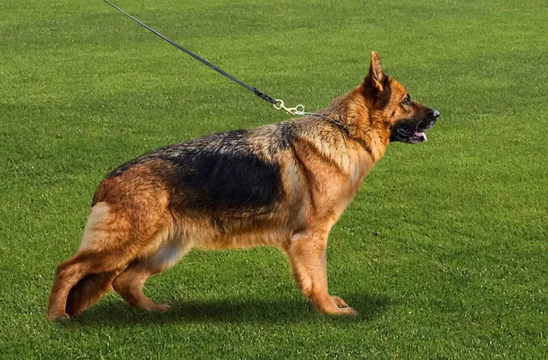 RO JCH, V3 RO Meggy Von Broos