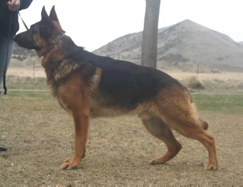 UKC Ch AKC ptd Heinsenberg Von Monte Sion