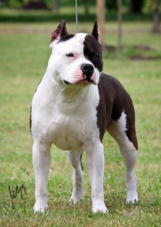 Brendon of Cole Elegant