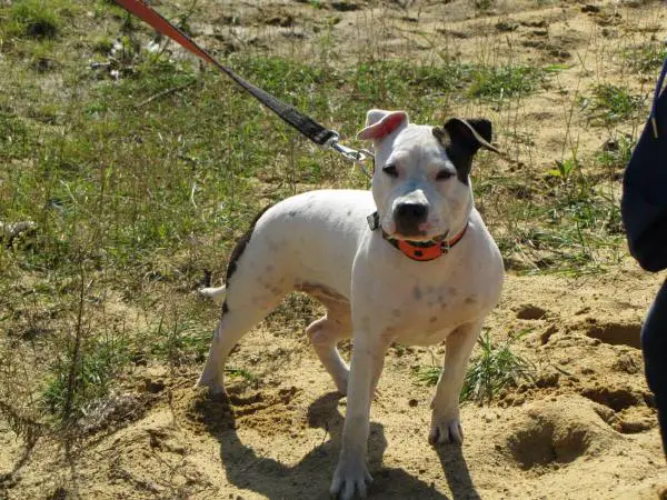 RAINBOW IN THE DARK EYES Canossa