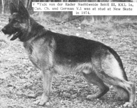 Yalk von der Rader Nachtweide