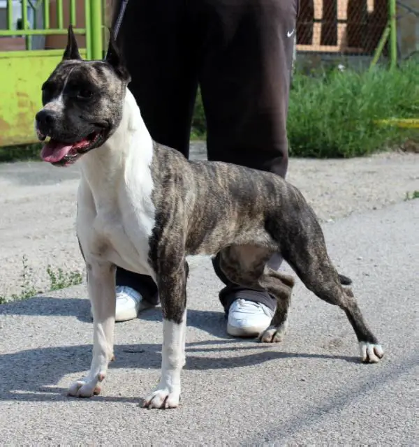 Proudly Breed Fantasy of Love