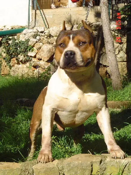 Pacha (sans afixe) [nino x leda]