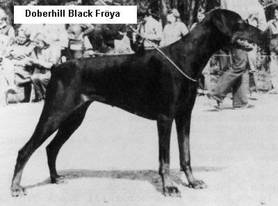 Doberhill black froya
