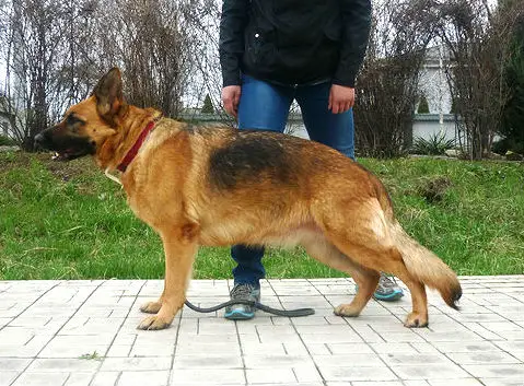 Amina Don Sniko