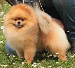 M.TI CH Babydoll's Bow B'fore Me