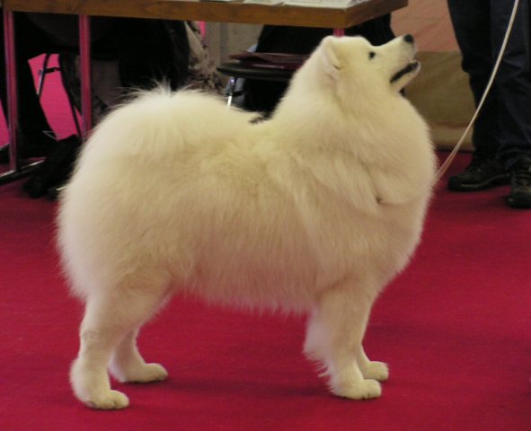 Sweet Xevalier