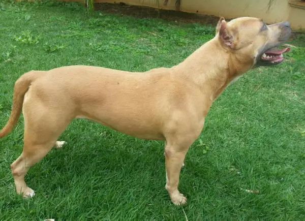 MAJOR POINTED Five-O jacinto sugar girl 2 da max