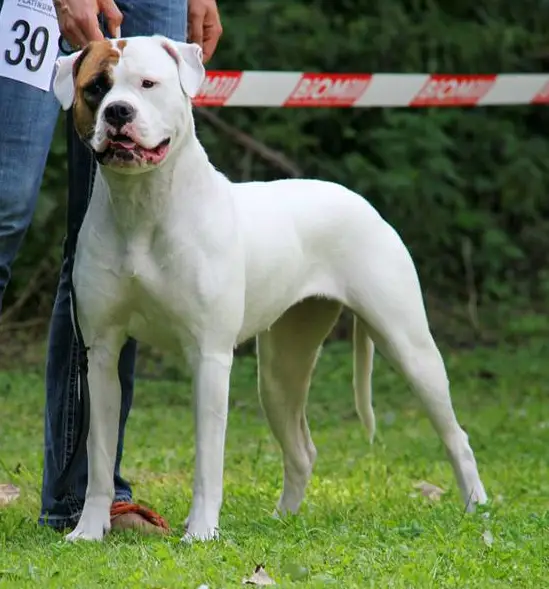 Ch. / JR. CH. Chestnut's Little Red Cloud