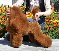 INT CH RUS CH Magic Mystery Prospere Phoenix