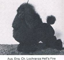 AUST/ENG CH Lochranza Hells Fire