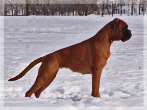 SAULAINA PELE NO AKACISA