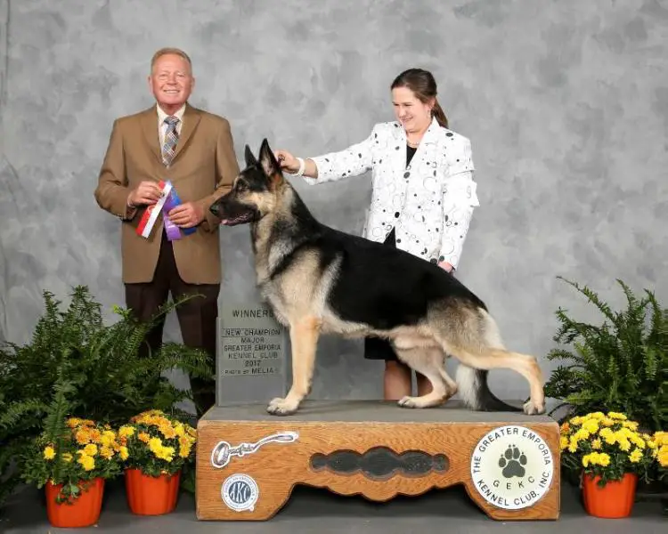 RMD GCH CH. Windmill's Take A Chance On Me V Wildfire